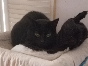 Angel & her stuffed snuggle-skunk in the cat-condo penthouse